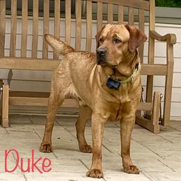 Duke - Labrador Retriever