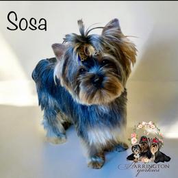 Sosa - Yorkshire Terrier