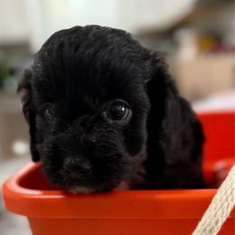Jettson - Black male Maltipoo puppy in Colonial Beach, Virginia from BeachRidge Pups