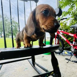 Dachshund Puppies from Mini Doxies of the South