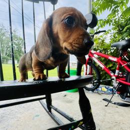 Dachshund Puppies from Mini Doxies of the South