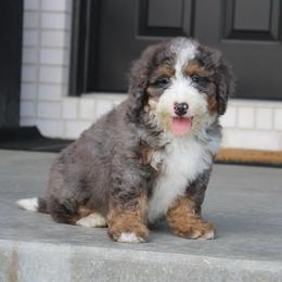 Ryder READY NOW - Blue merle male Bernedoodle puppy in Apple Creek, Ohio from Kathryn Troyer