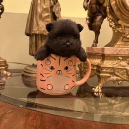 Tiny Ruslan - Black male Pomeranian puppy in Naples, Florida from 🤎 Dreaming Puppies 🐶
