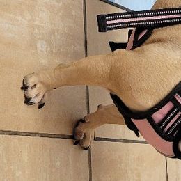 French Bulldogs from Daisy's French Bulldogs