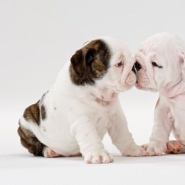 Bulldogs from Mouser Bulldogs