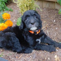 Pippa - Black and white female Sheepadoodle puppy in Owensville, Missouri from Oak Valley Kennels