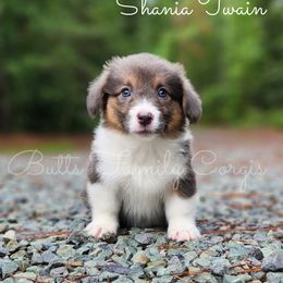 Shania Twain - American Corgi puppy in Cameron, North Carolina from Butts Family Corgis