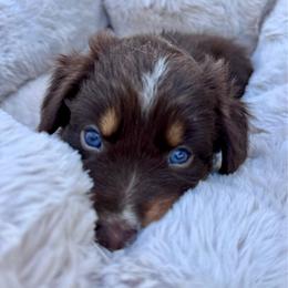 Teddy - Red tri-color female Australian Shepherd puppy in Ramona, California from Blue Moon Aussies