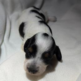 Zane - Black and tan male Dachshund puppy in Hazlehurst, Georgia from DrakeFire Dachshunds