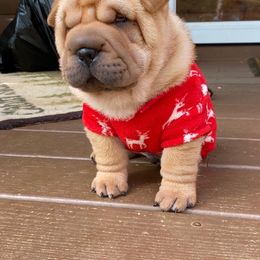 Chinese Shar-Pei Puppies from Polka Pei Chinese Shar Pei