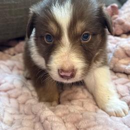 Frank Felipe - White and red male Border Collie puppy in Mckinney, Texas from Border Collies of Ruidoso