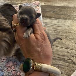 Barkley - Blue and tan male Chihuahua puppy in Summerfield, Florida from Uey’s Chihuahuas