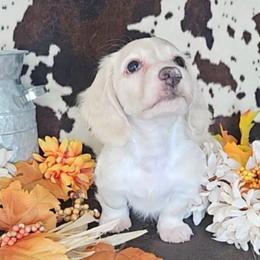 Dachshund Puppies from Buckwild Doxies