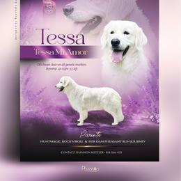 Tessa - Golden Retriever