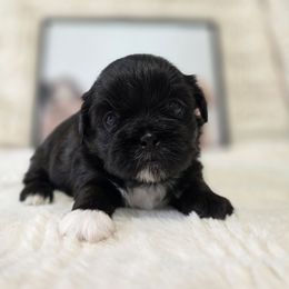 Serenity - Black and white female Shichon puppy in Ronda, North Carolina from Willow River
