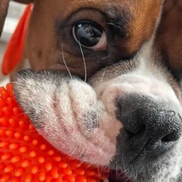 Boxers from A&j’s Boxer Baby’s Kennel