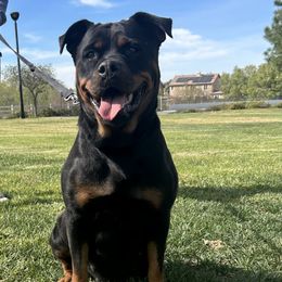 Cleo - Rottweiler