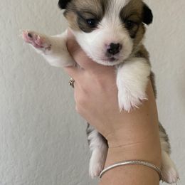 Pembroke Welsh Corgi Puppies from Starrs Soda Factory