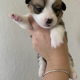 Pembroke Welsh Corgi Puppies from Starrs Soda Factory