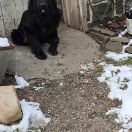 Iggie - Newfoundland