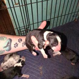 Australian Shepherd and Great Dane Puppies from AEW Farm