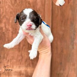 Tommi - Chocolate male Australian Labradoodle puppy in Wamego, Kansas from Doodles of Oz
