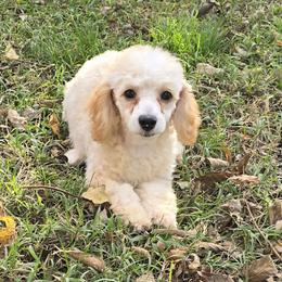 Daisy - Poodle