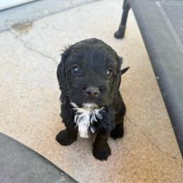 Maverick - Black male Australian Labradoodle puppy in Wamego, Kansas from Doodles of Oz