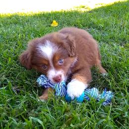 Miniature Australian Shepherd Puppies from Aussies Acre