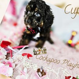 Cupid - Brown male Cockapoo puppy in Demorest, Georgia from Royal Cockapoo Playhouse