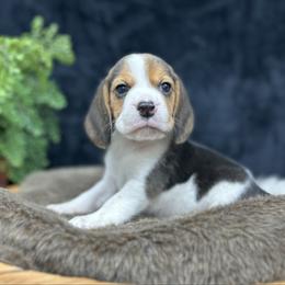 AKC Cedar - Black tan and white male Beagle puppy in Chillicothe, Missouri from Tymber Lake Beagles