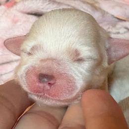 Max (orange collar) - Cream male Maltipoo puppy in Prague, Oklahoma from Playful Paws Maltese and Maltipoos