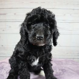 Poodle Puppies from Southern Sunshine Standards