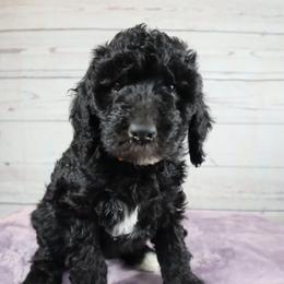 Poodle Puppies from Southern Sunshine Standards