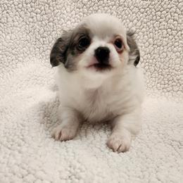 Mary - Merle female Chihuahua puppy in Chesapeake, Virginia from Elsbeth's Chihuahuas