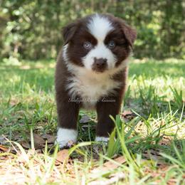 Briar - Purple Collar - Red & white female Miniature Australian Shepherd puppy in Lacombe, Louisiana from Indigo River Aussies