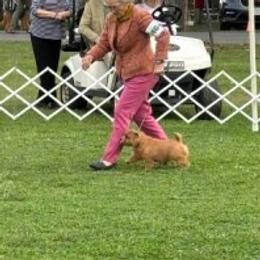 Norfolk Terrier and Norwich Terrier All Grown Up from Infinity Kennels