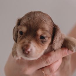 Boy 3 - Dapple male Dachshund puppy in Knox City, Missouri from Brittney's Dachshunds