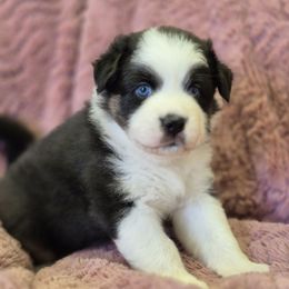 Wiggle - Black tri-color female Australian Shepherd puppy in Mc Alpin, Florida from RussKris Farms Aussies