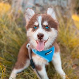 Zahara - Chocolate female Pomsky puppy in Cleveland, Ohio from Lake Point Pomskies
