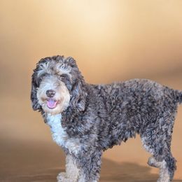 Hershey - Goldendoodle