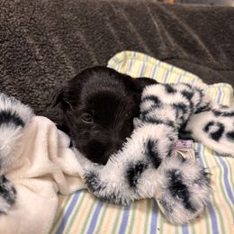 Red collar girl - Black female Scottish Terrier puppy in Hastings, Nebraska from D & J SCOTTIES AND CAIRNS & Miniature Long haired Dachshunds