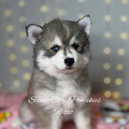 Rizzo - Silver and white female Pomsky puppy in Rossville, Georgia from Scenic City Pomskies