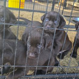 Male 1 - Chocolate male Labrador Retriever puppy in Georgiana, Alabama from Long Creek Labradors