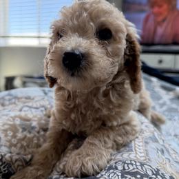 Brian-Red collar - Red  male Goldendoodle puppy in Daytona Beach, Florida from Lindy’s Doodles