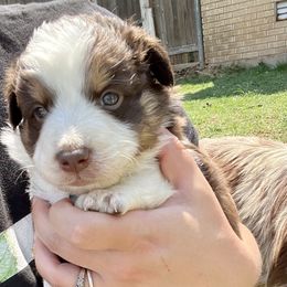 Boy 2 - Miniature Australian Shepherd puppy in Amarillo, Texas from Luna’s Mini Aussies