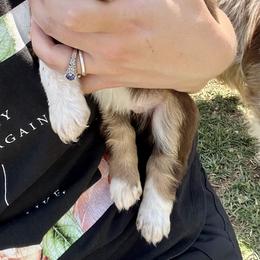Boy 2 - Miniature Australian Shepherd puppy in Amarillo, Texas from Luna’s Mini Aussies