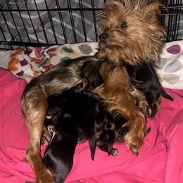 Molly - Yorkshire Terrier