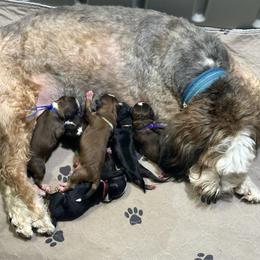 Bernedoodle puppies from Peanut Butter Doodles