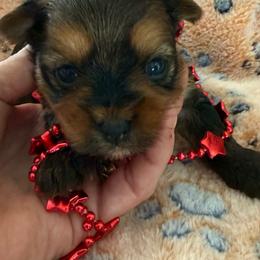 Tawnee's Male 1 - Black and gold male Yorkshire Terrier puppy in Lexington, North Carolina from Silver Valley Yorkies